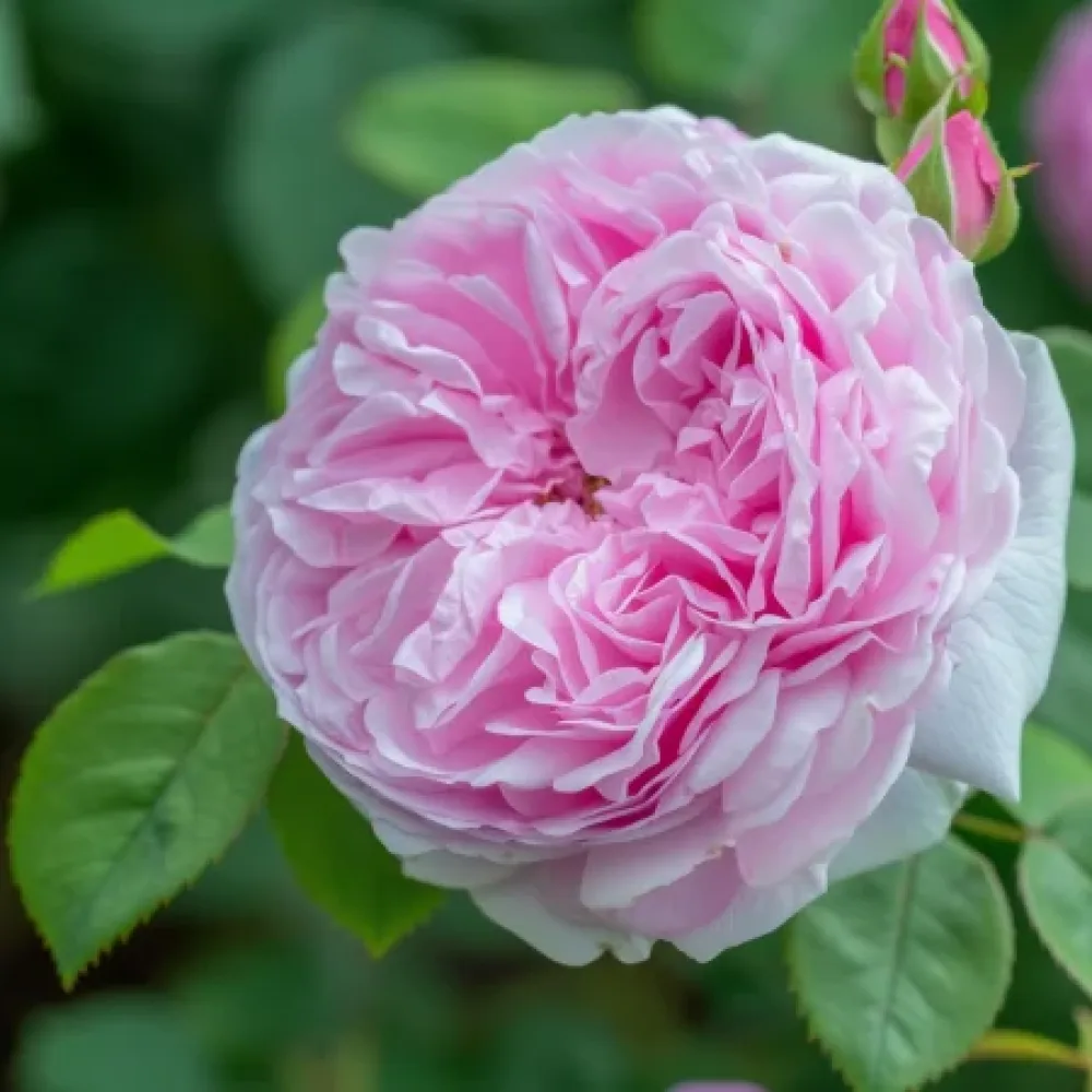 Róża Pink Heart – z gołym korzeniem