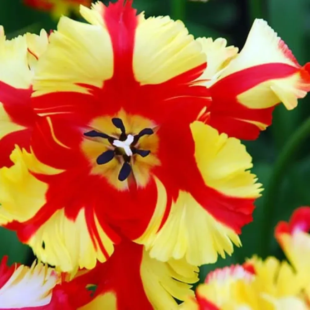 Tulipan Flaming Parrot (ognisty)