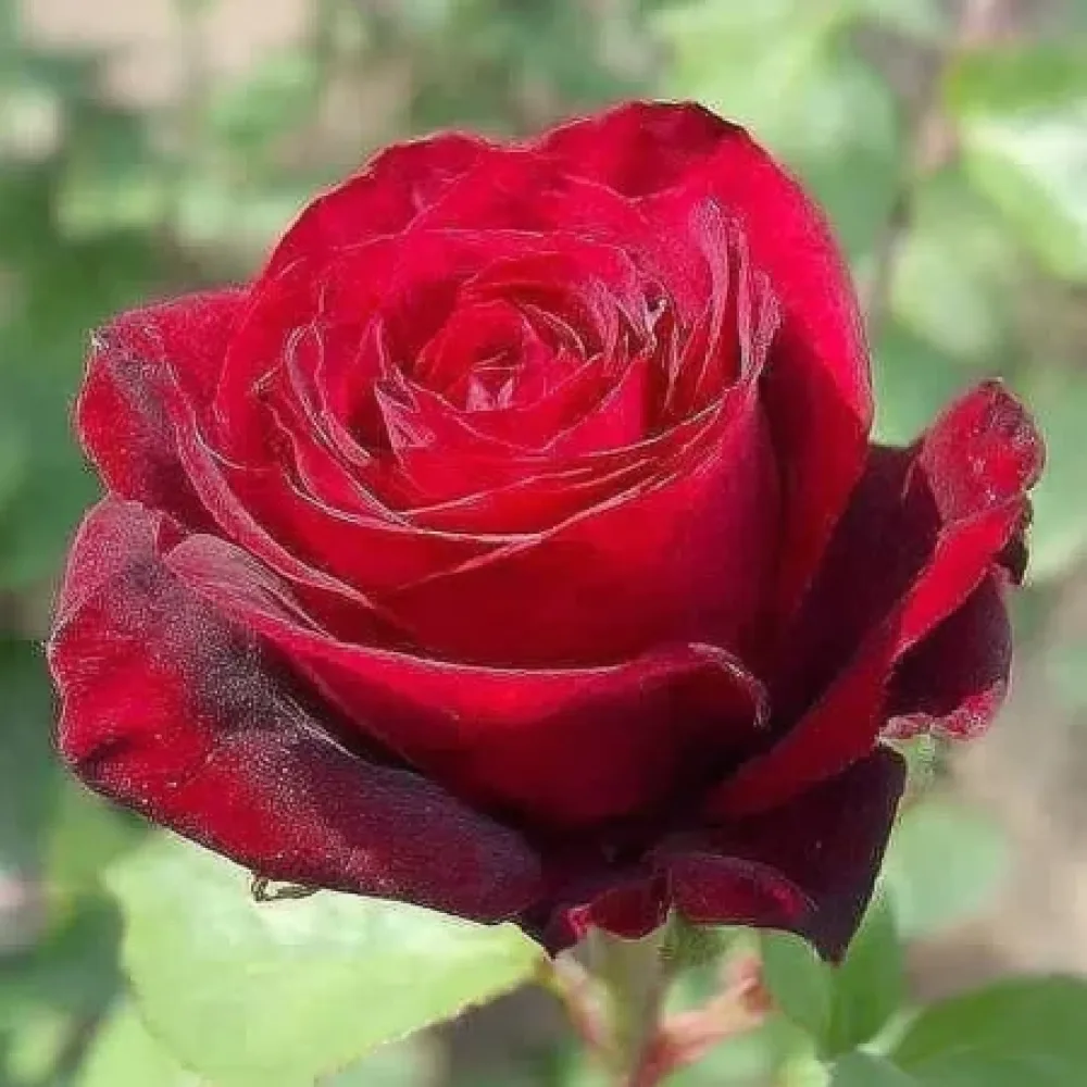 Róża Ruby Eternity Rose – z gołym korzeniem