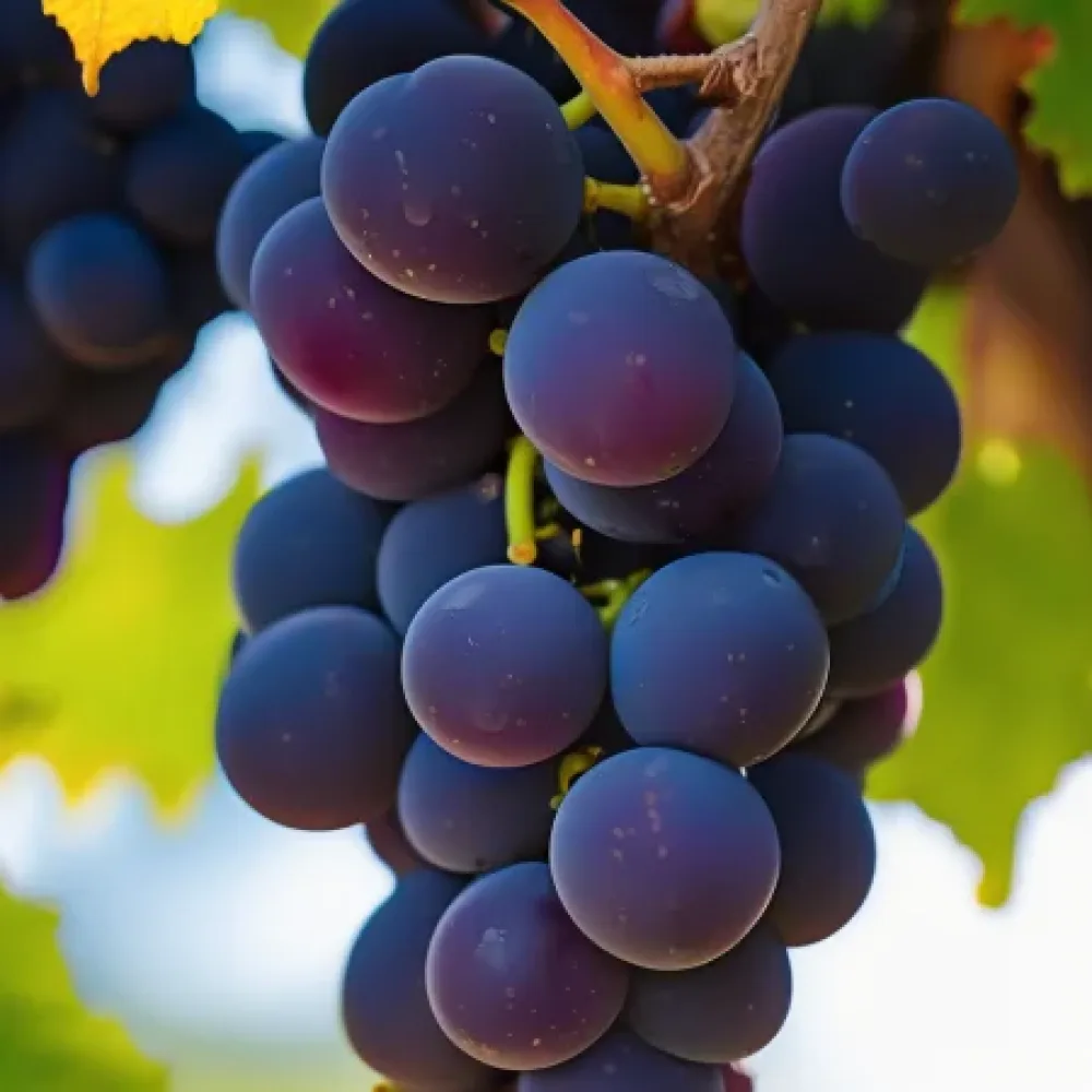 Winorośl odmiana Pinot Noir, czerwona winna - wczesna