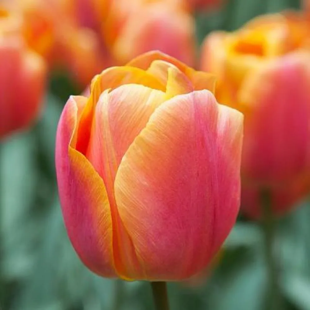 Tulipan Jimmy (pomarańczowy)