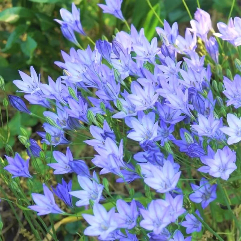 Trytelia Queen Fabiola