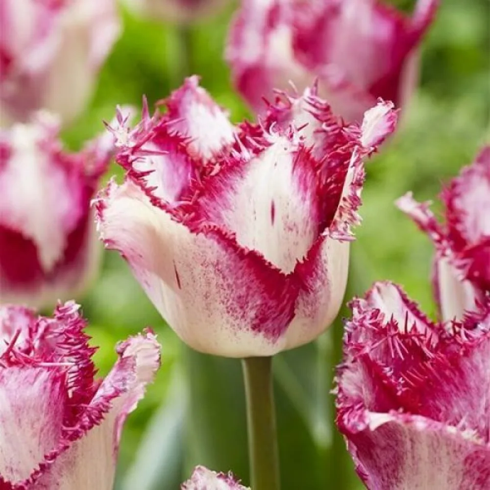 Tulipan Passion Play