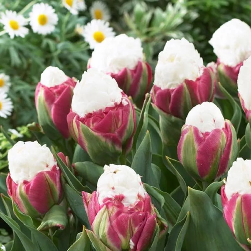 Tulipan Ice cream (różowy)