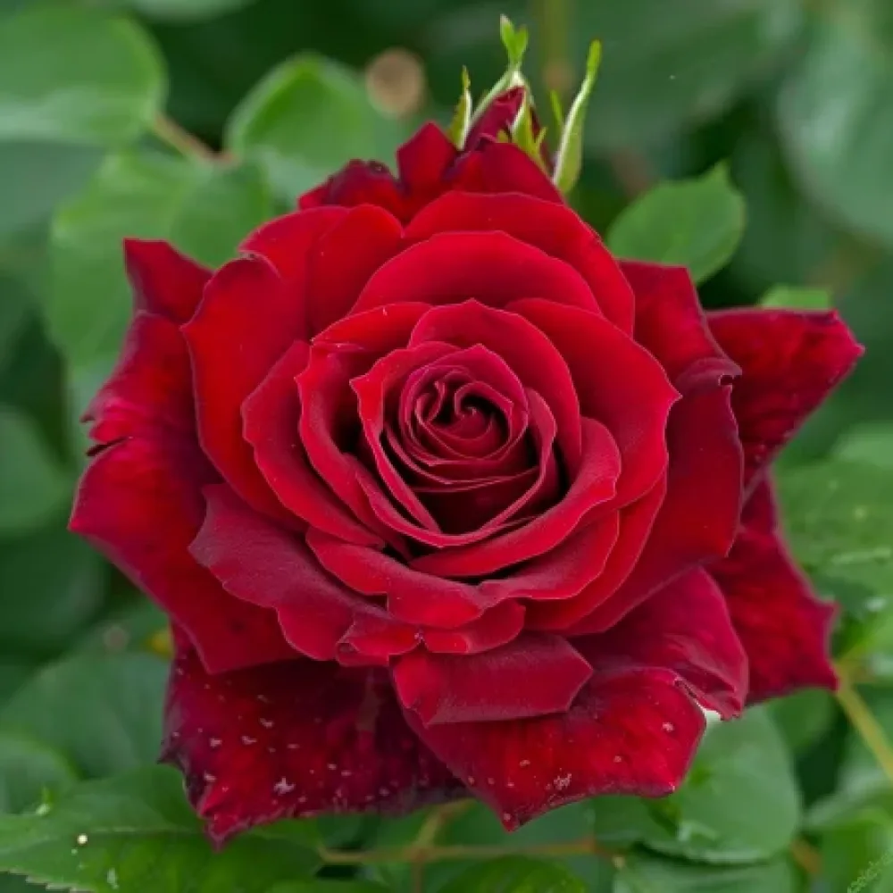 Róża Evening Bloom Harp – z gołym korzeniem