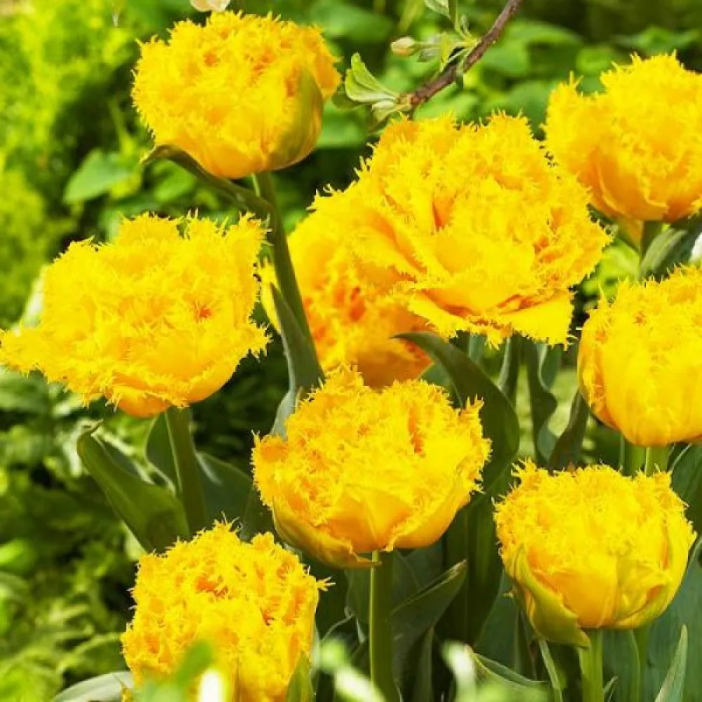 Tulipan Mon Amour (kremowy)