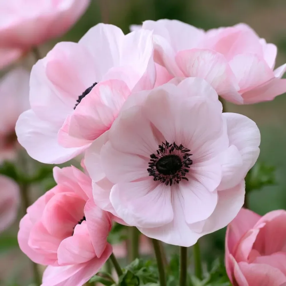 Zawilec Mistral Rosa Chiaro (różowy)