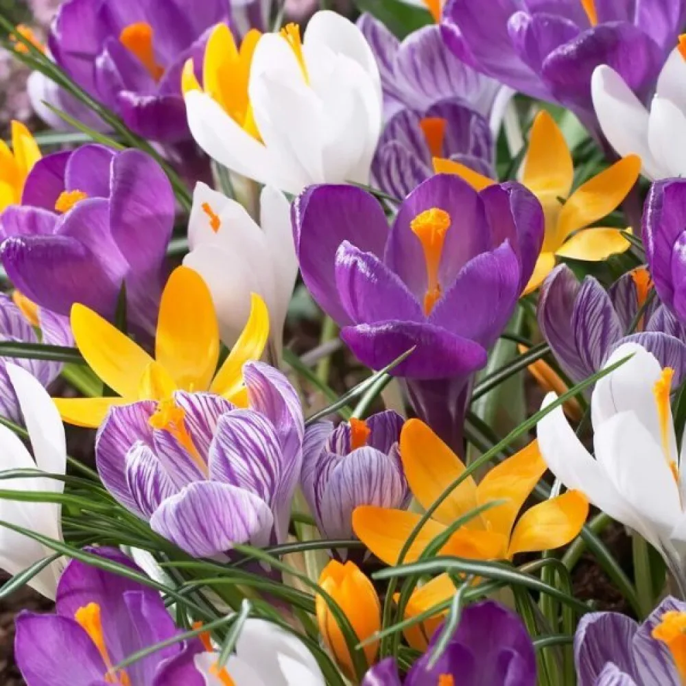 Krokus large flowering mix (mieszanka wielkokwiatowa)