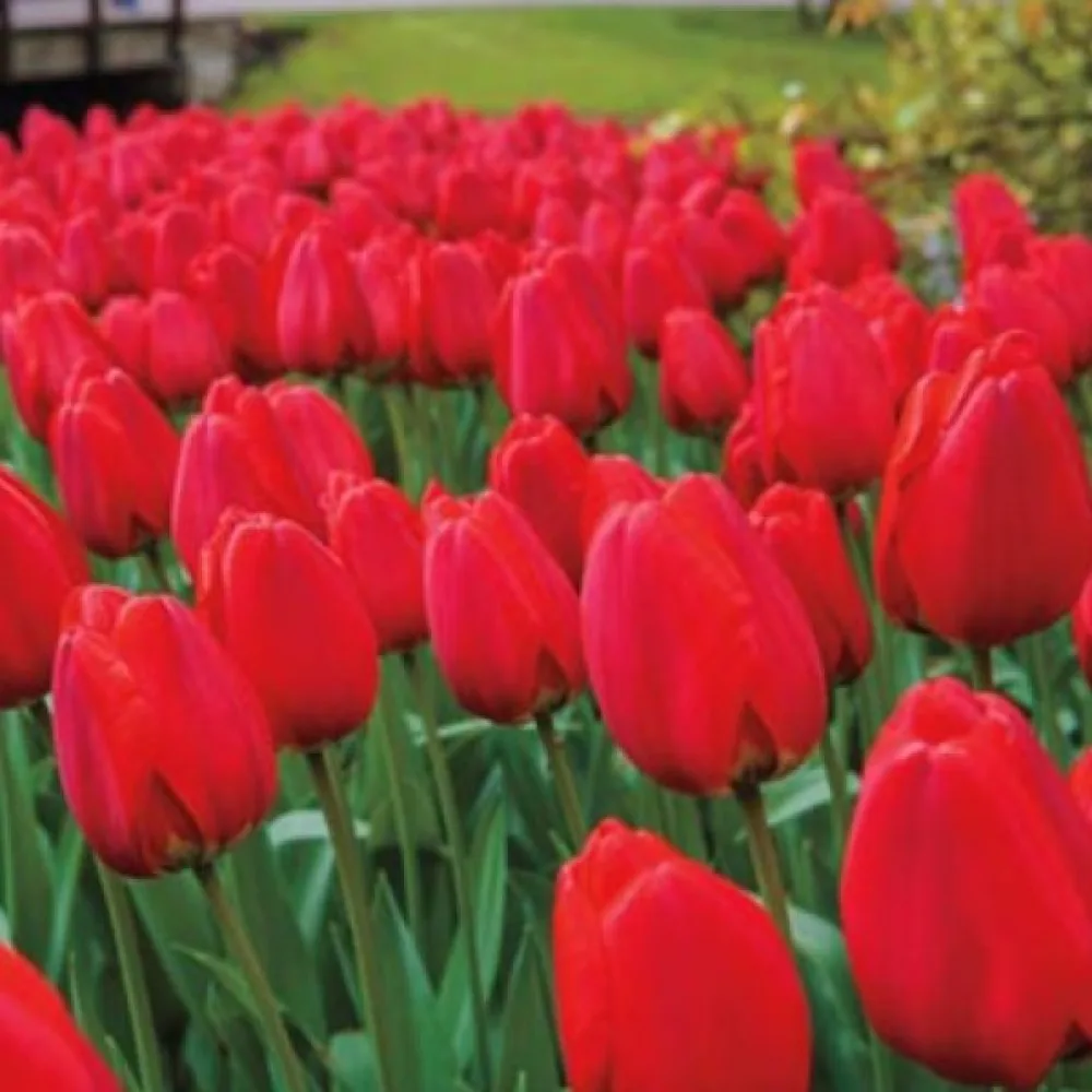 Tulipan Parade (czerwony)