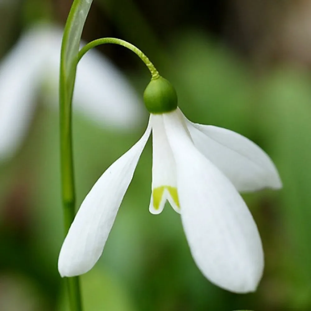 Śnieżyczka Woronowii (biała)