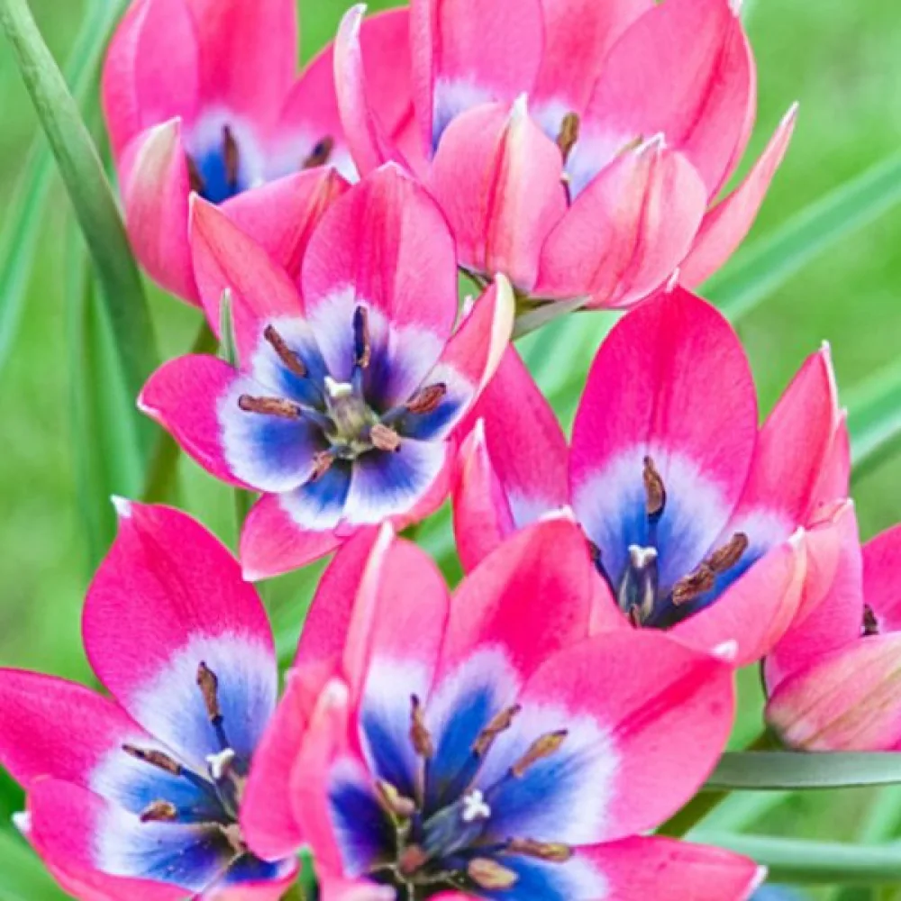 Tulipan Little Beauty