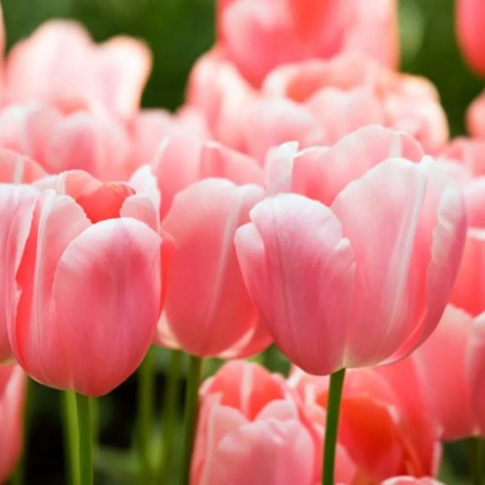 Tulipan Menton (różowy)