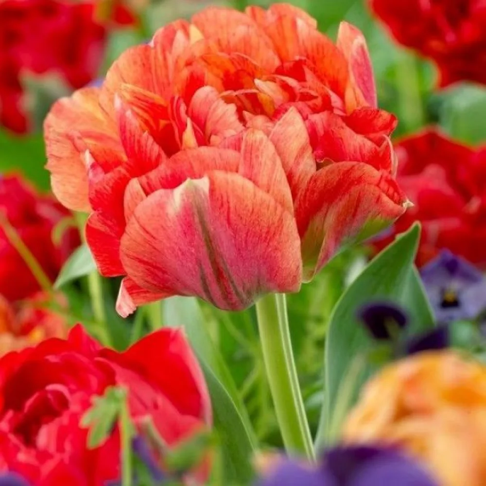 Tulipan Gudoshnik Double (brzoskwiniowy)