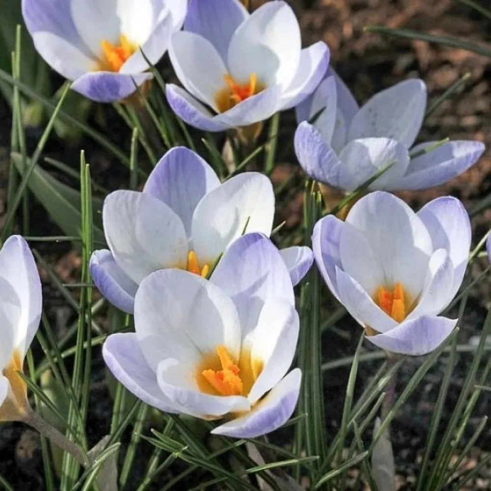 Krokus chrysanthus Blue bird