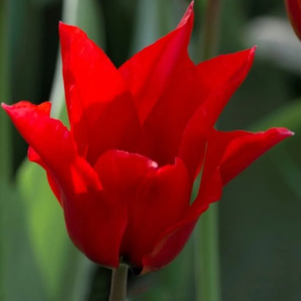 Tulipan Pretty woman (czerwony)
