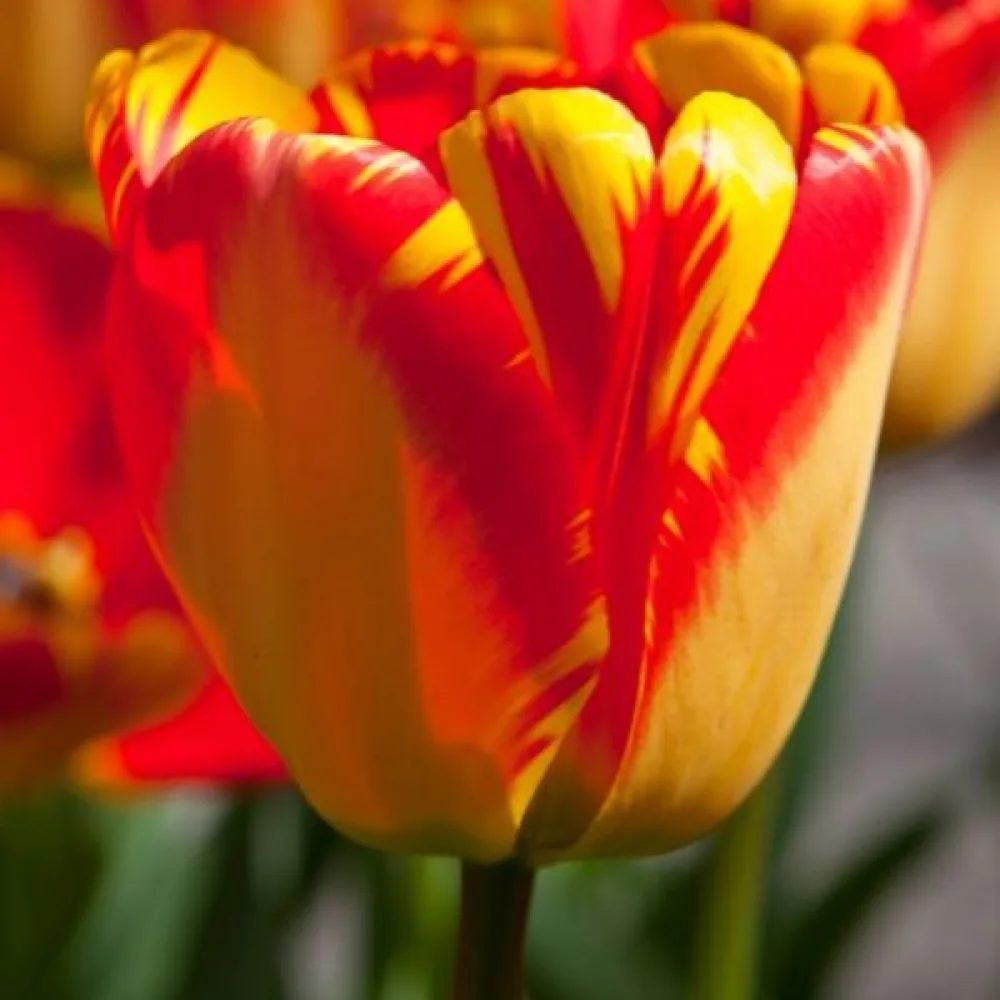 Tulipan Banja Luka (czerwony)