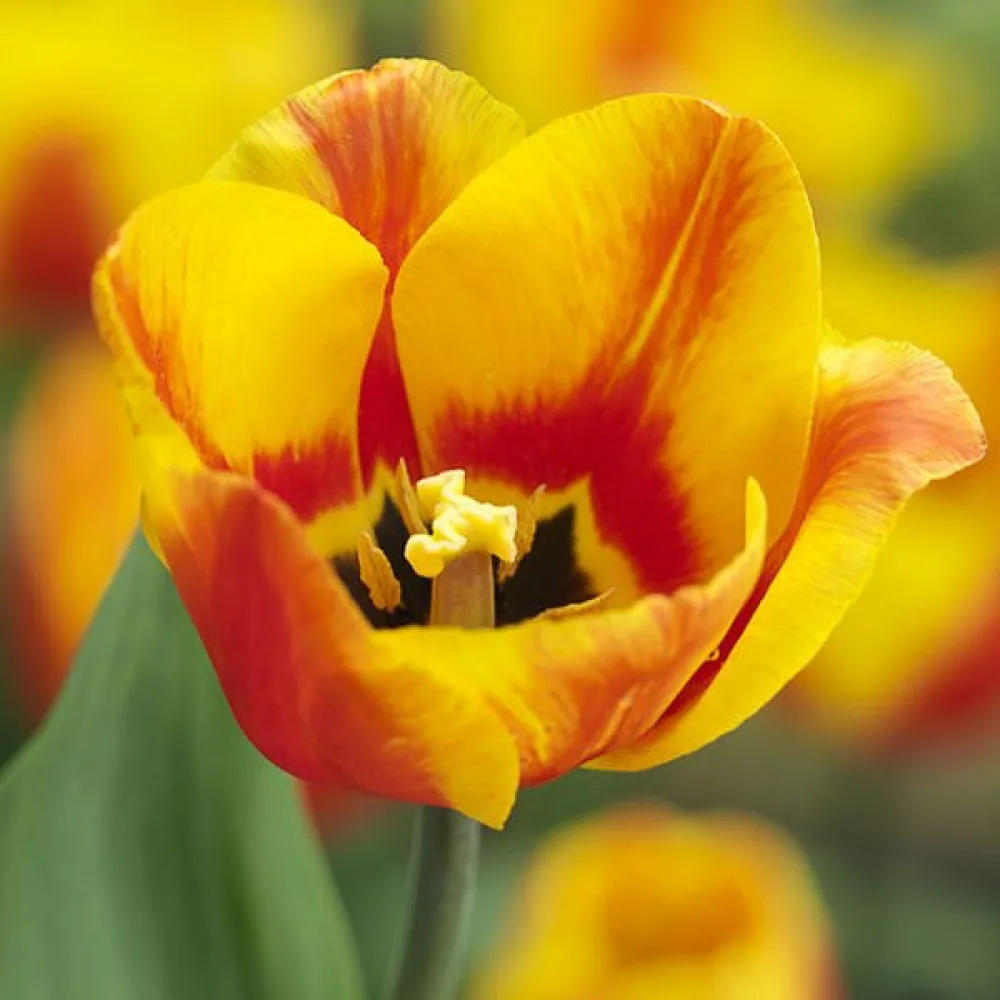 Tulipan Flair