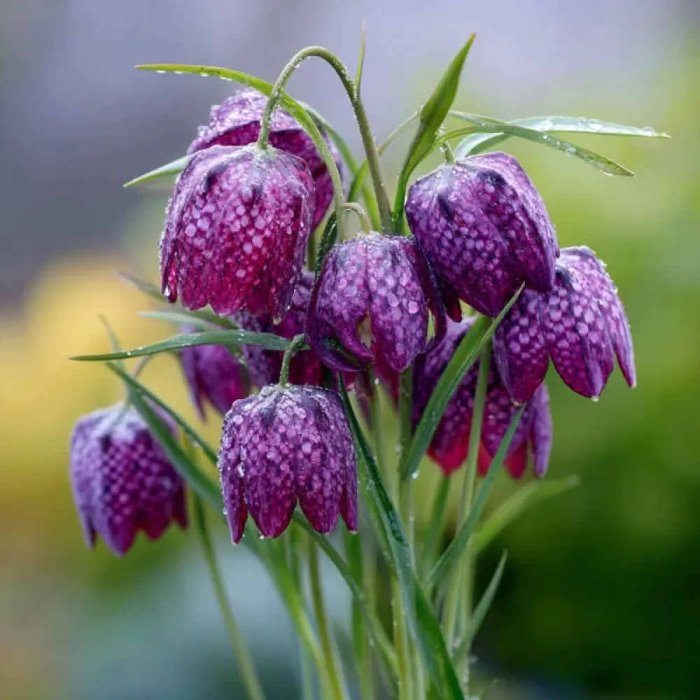 Szachownica Meleagris mixed (mieszanka)