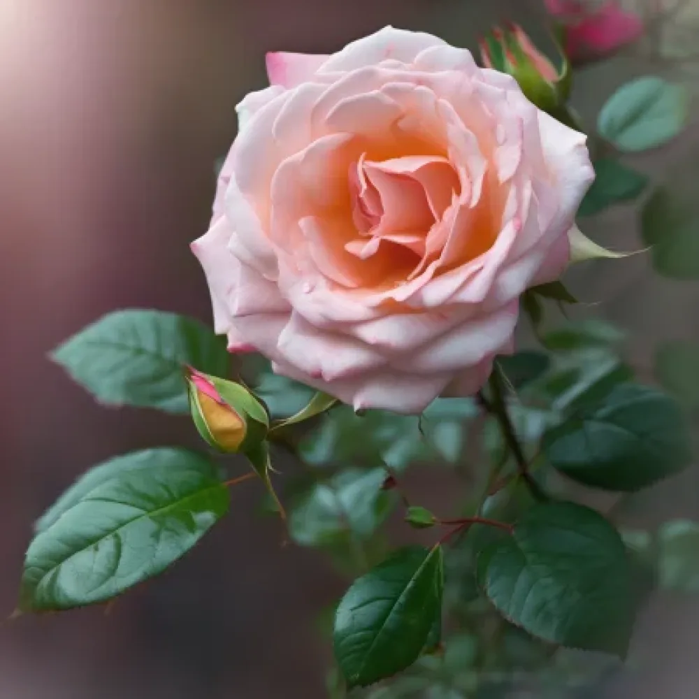 Róża Blooming Winter – z gołym korzeniem