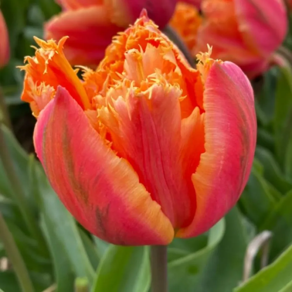 Tulipan Royal Centennial