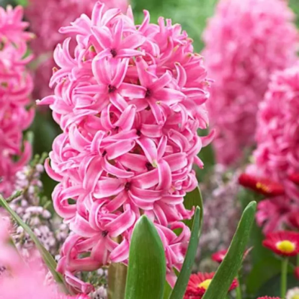 Hiacynt Pink Pearl (różowy)