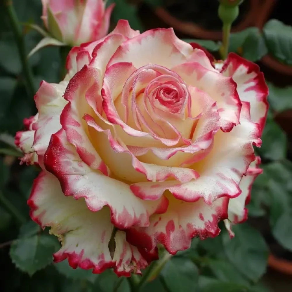 Róża Creamy Fiery Ray – z gołym korzeniem