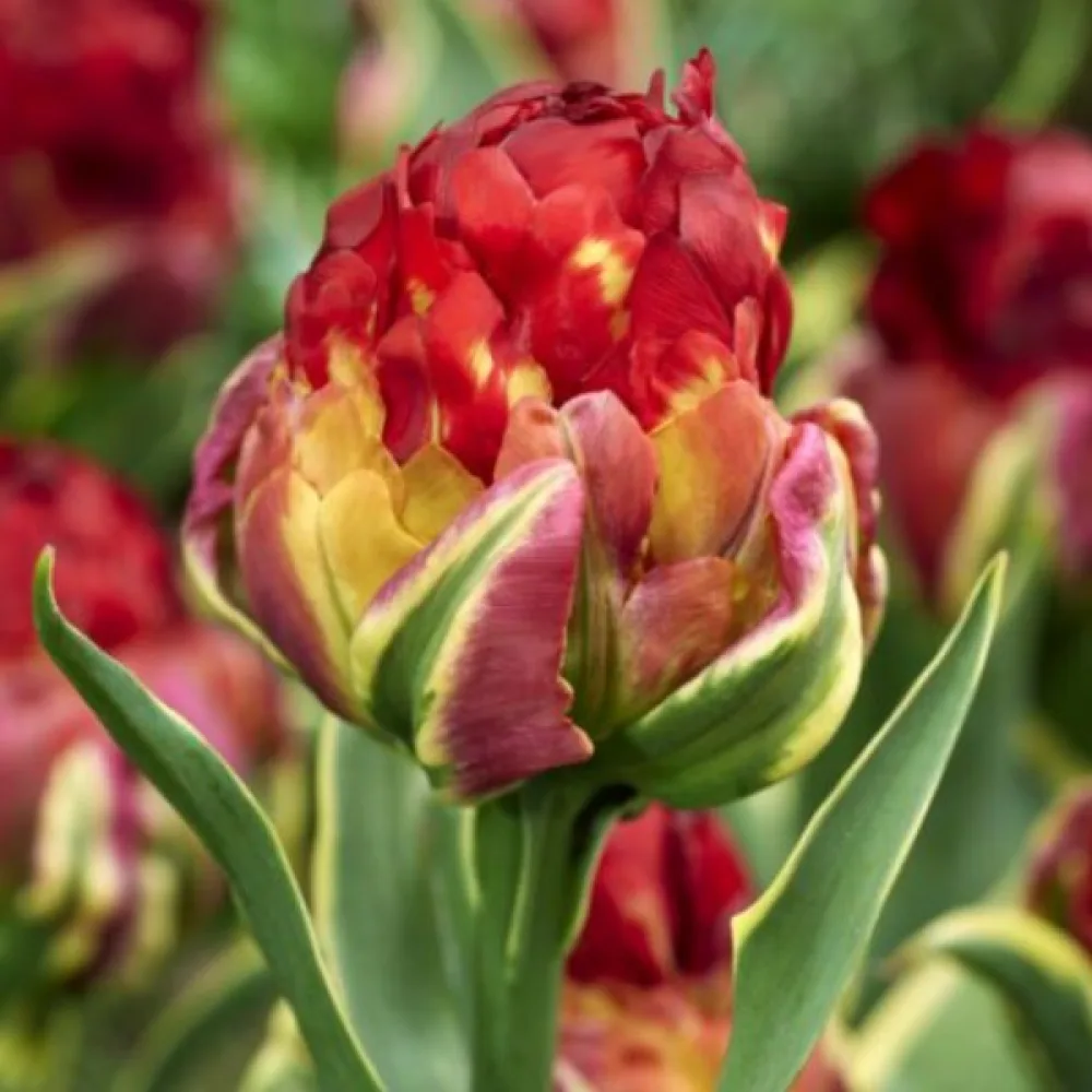 Tulipan Ice cream Sorbet