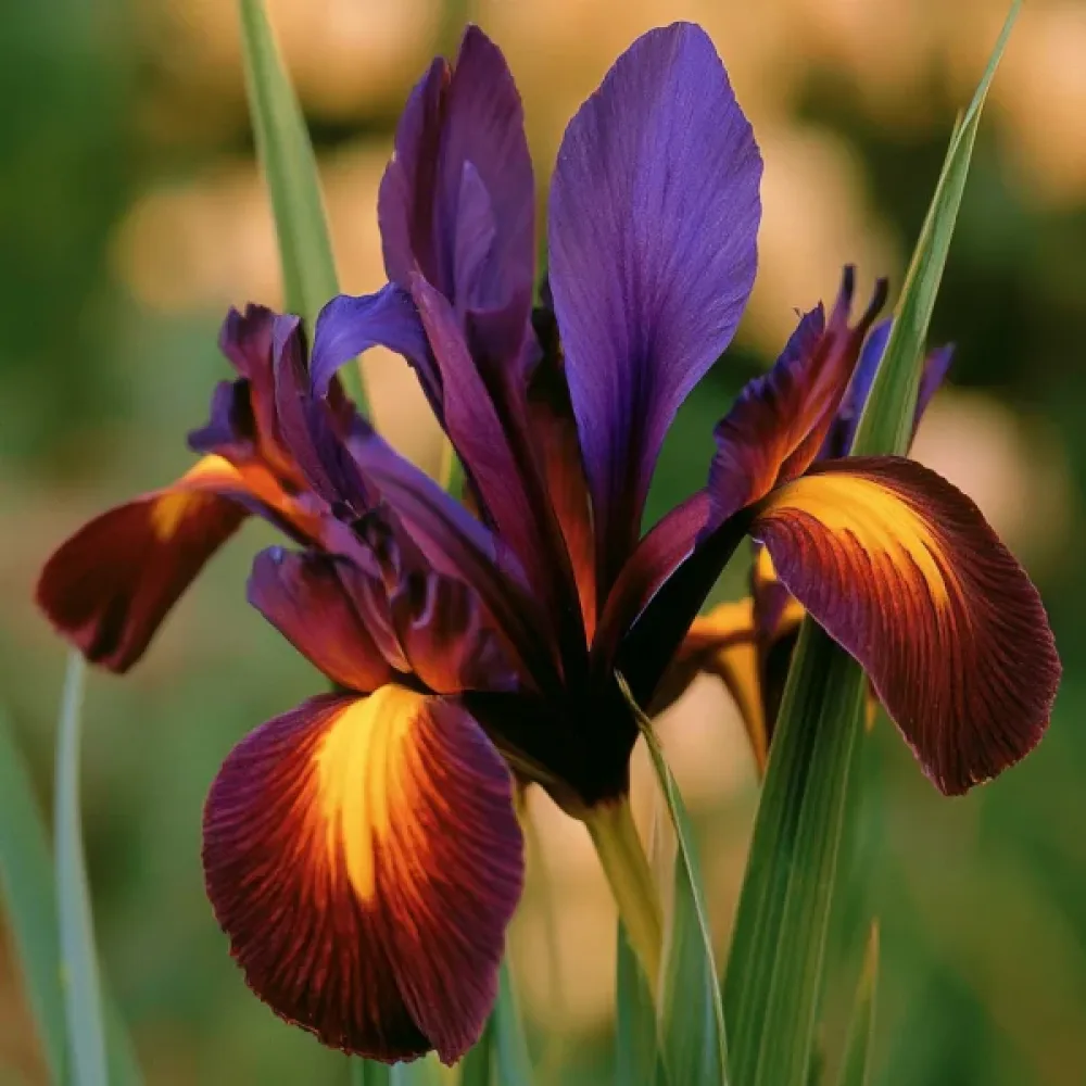 Irys Valentine Hollandica (ciemny)
