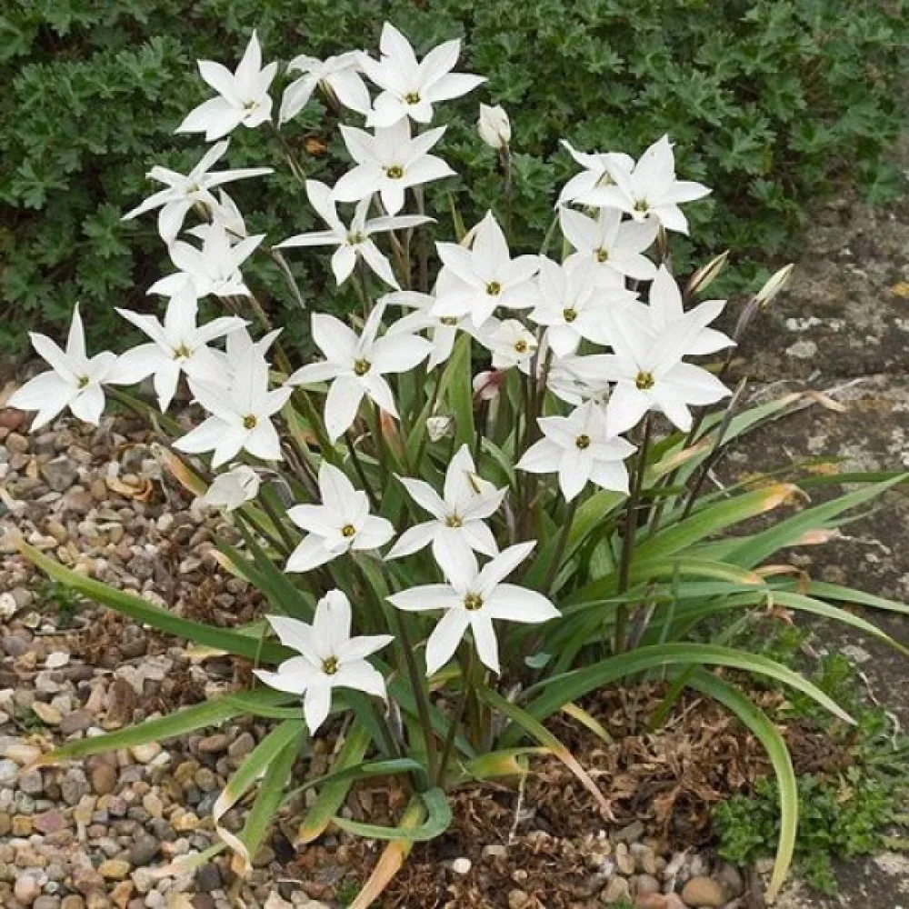 Ipheion Alberto Castillo (biały)