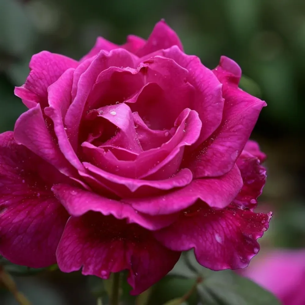 Róża The Pink Princess (różowa)