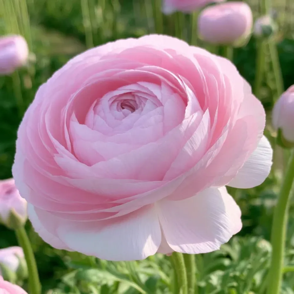 Jaskier Elegance Rosa Chiaro (jasnoróżowy)
