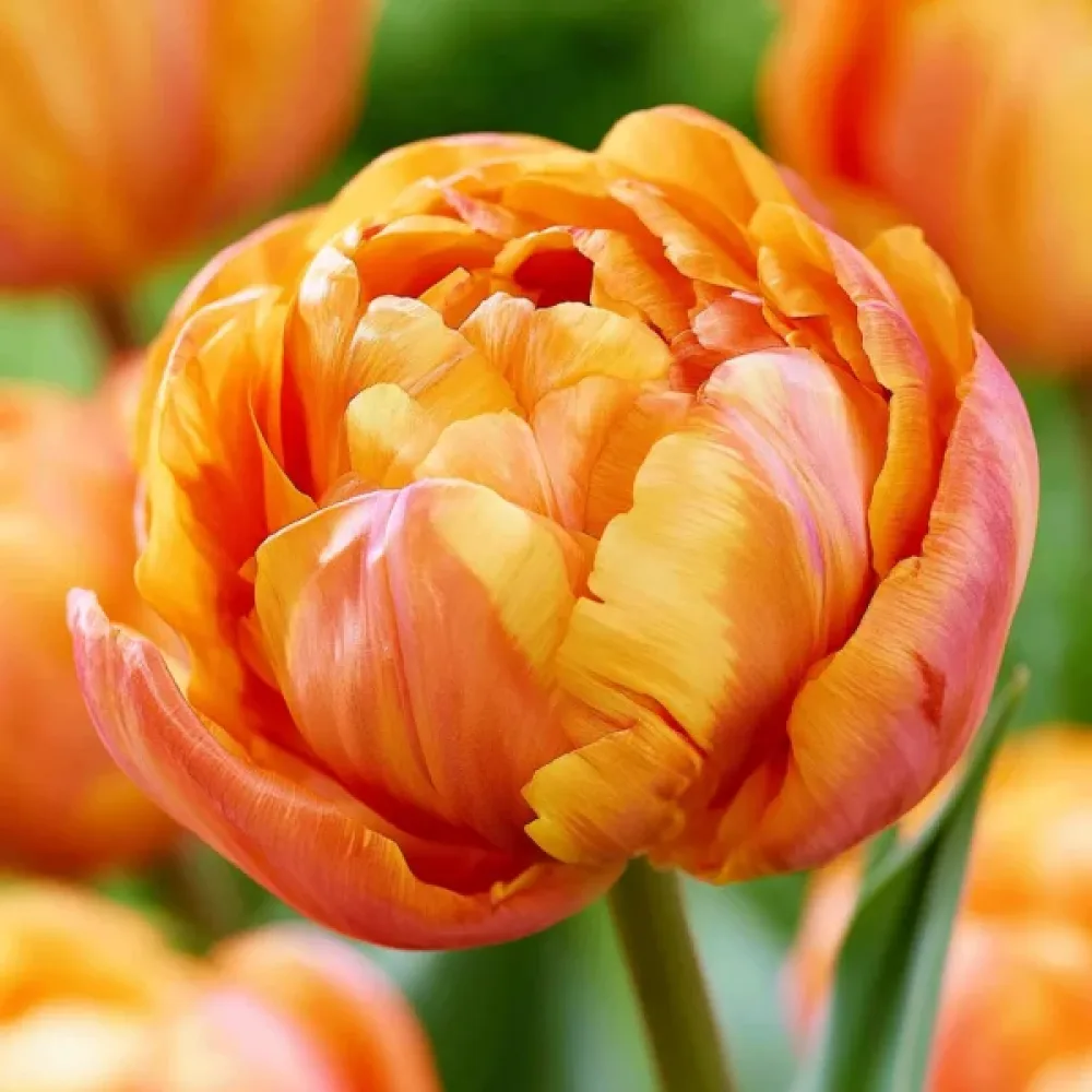 Tulipan Valdivia (pomarańczowy)