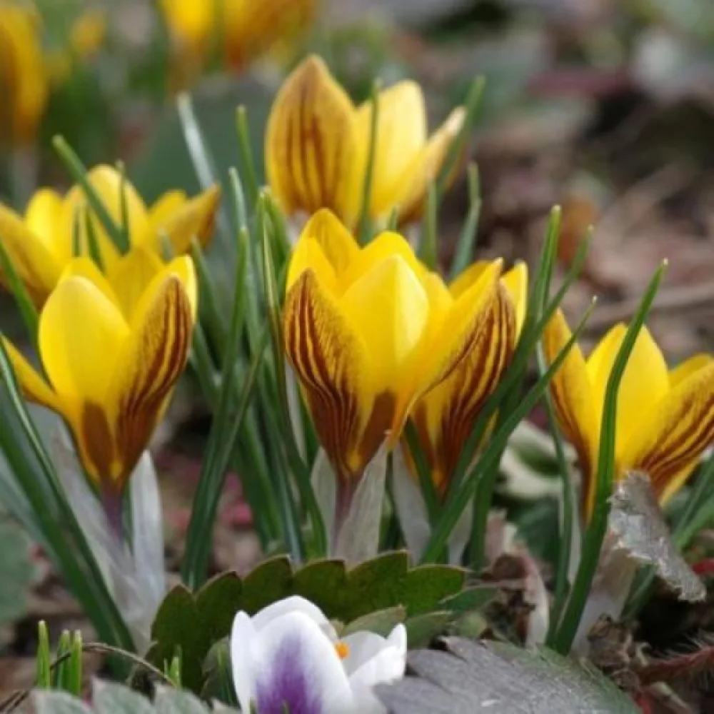 Krokus chrysanthus Fuscotinctus (żółty)