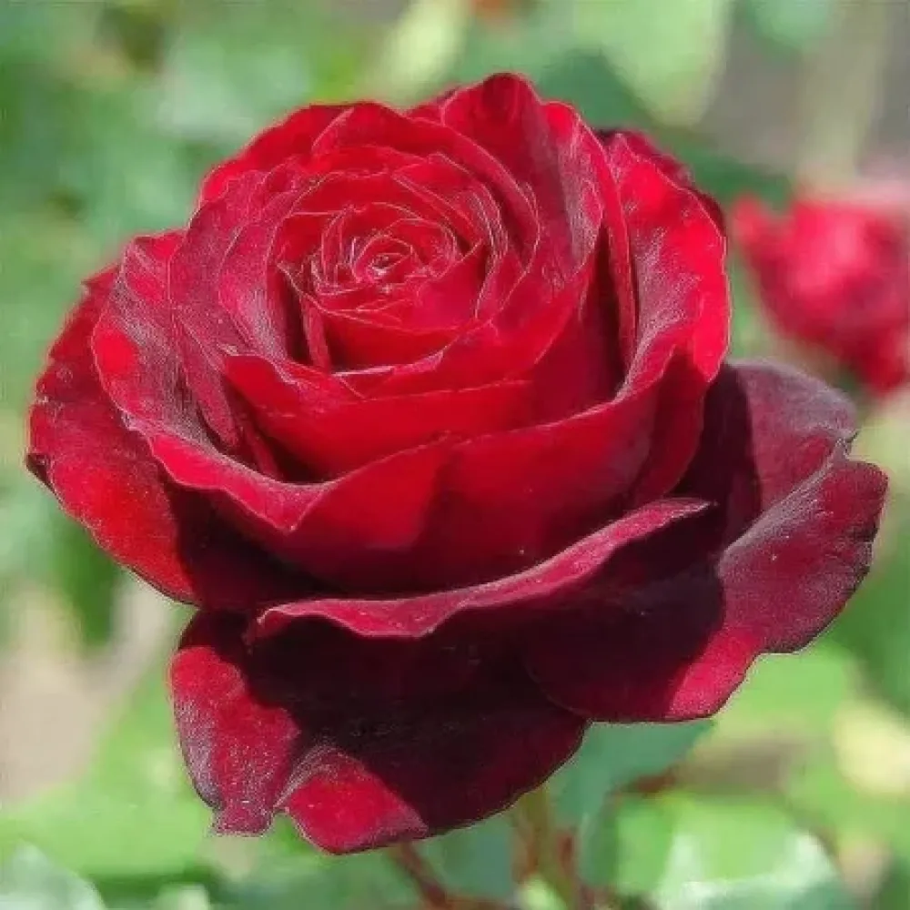 Róża Ruby Eternity Rose – z gołym korzeniem