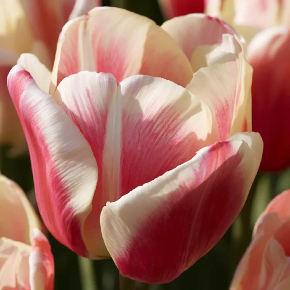 Tulipan Sylvia Warder (winny)