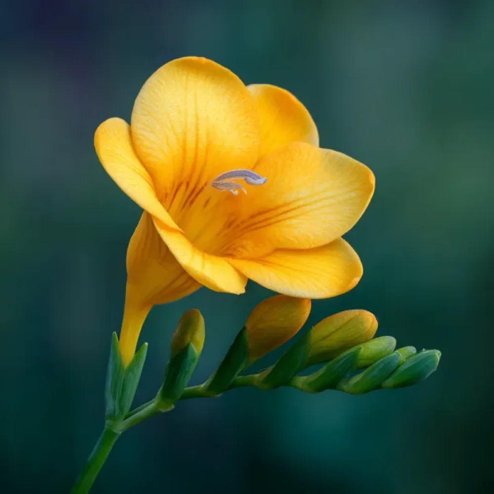 Frezja Yellow Single (żółta)