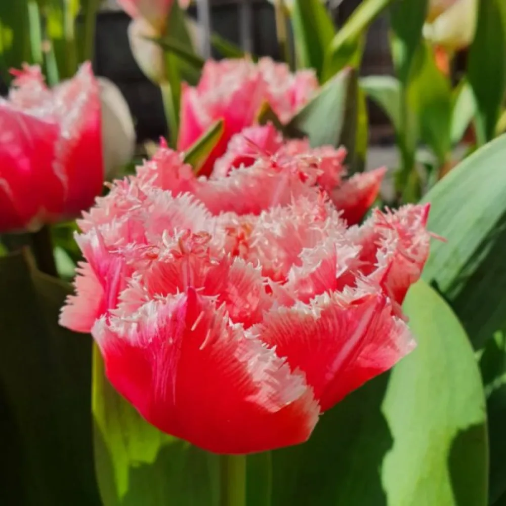 Tulipan Queensland (czerwony)