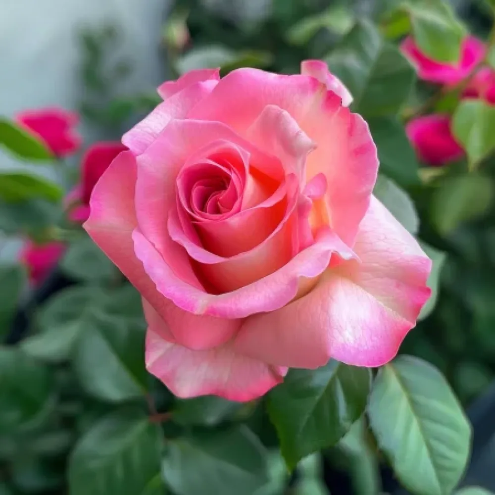 Róża Pink Snowflake – z gołym korzeniem
