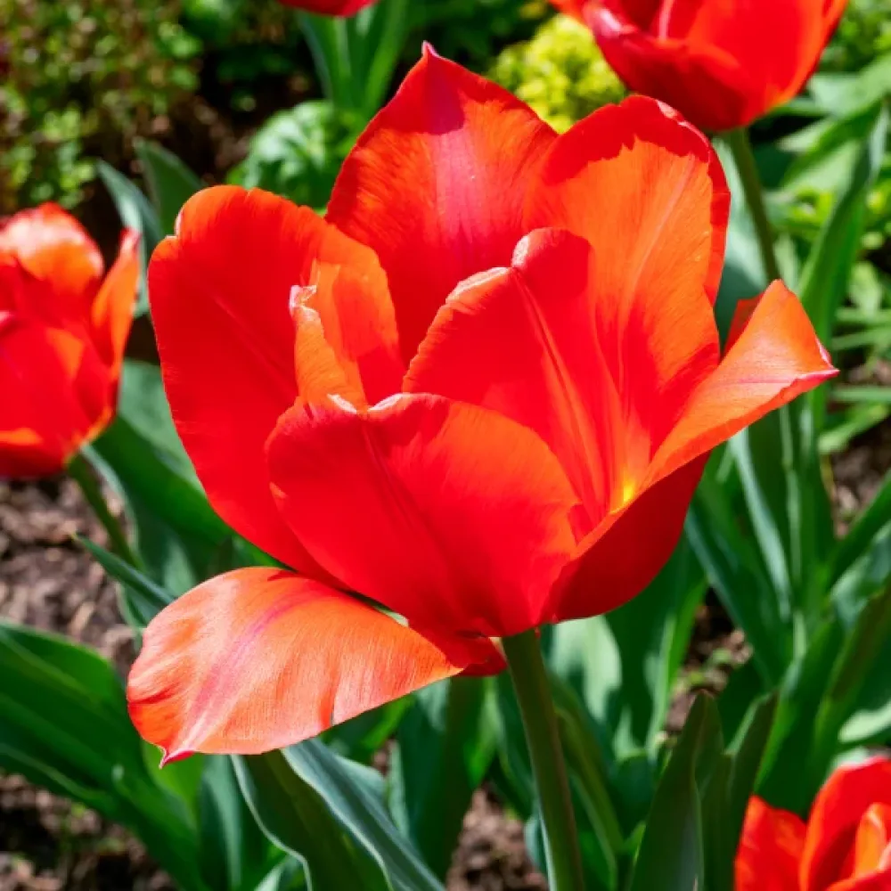 Tulipan Park View (pomarańczowy)