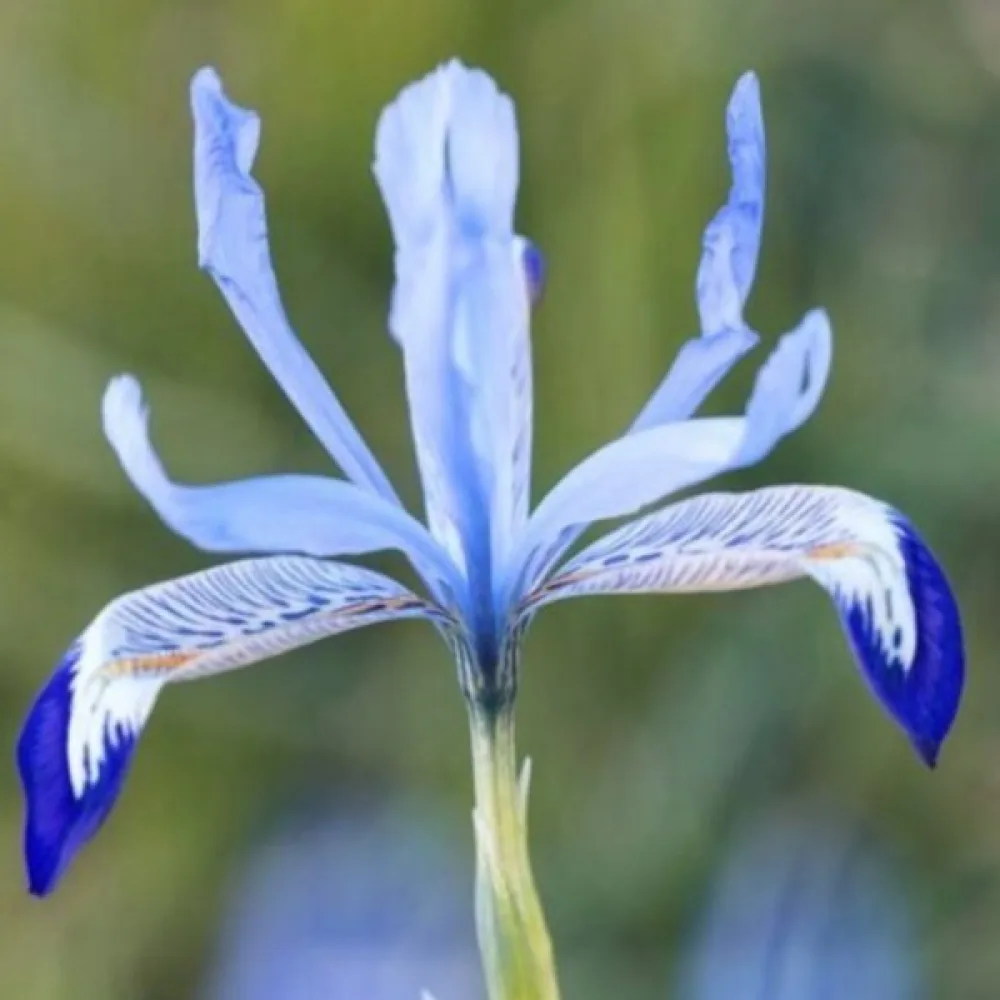 Irys Clairette Reticulata (lodowobłękitny)