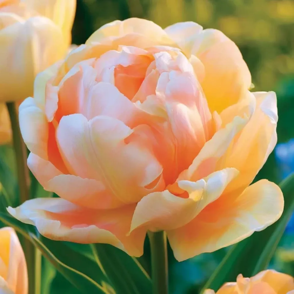 Tulipan Charming Lady (pomarańczowy)