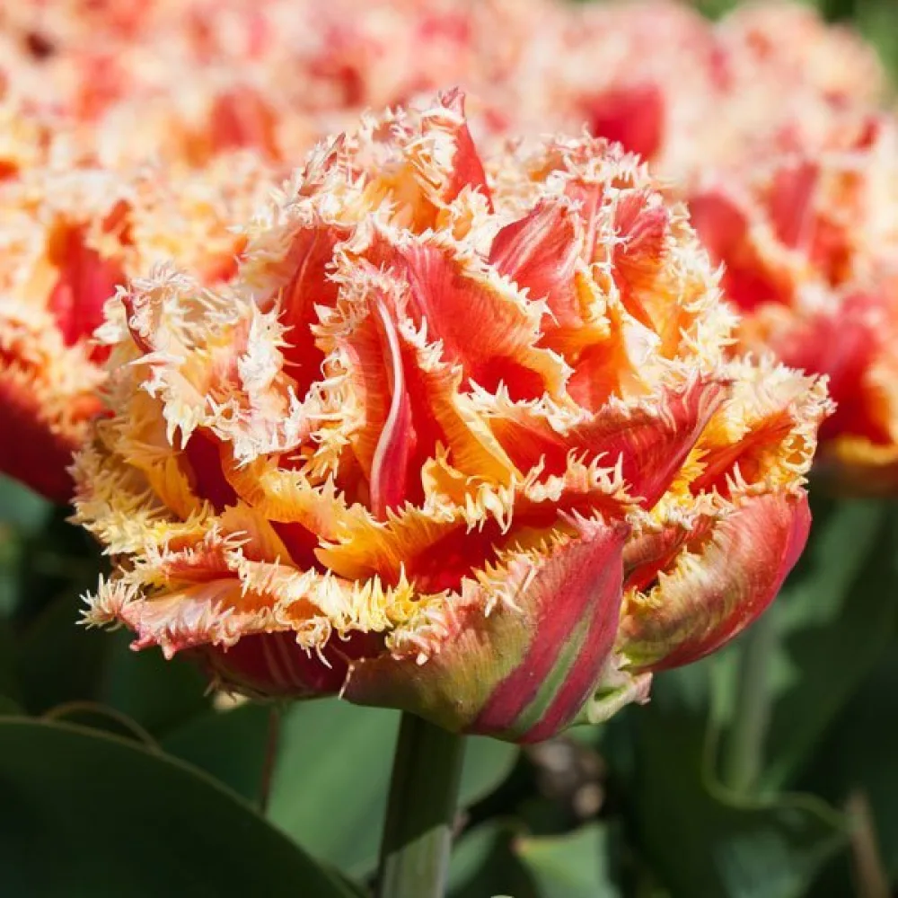 Tulipan Brisbane (czerwony)