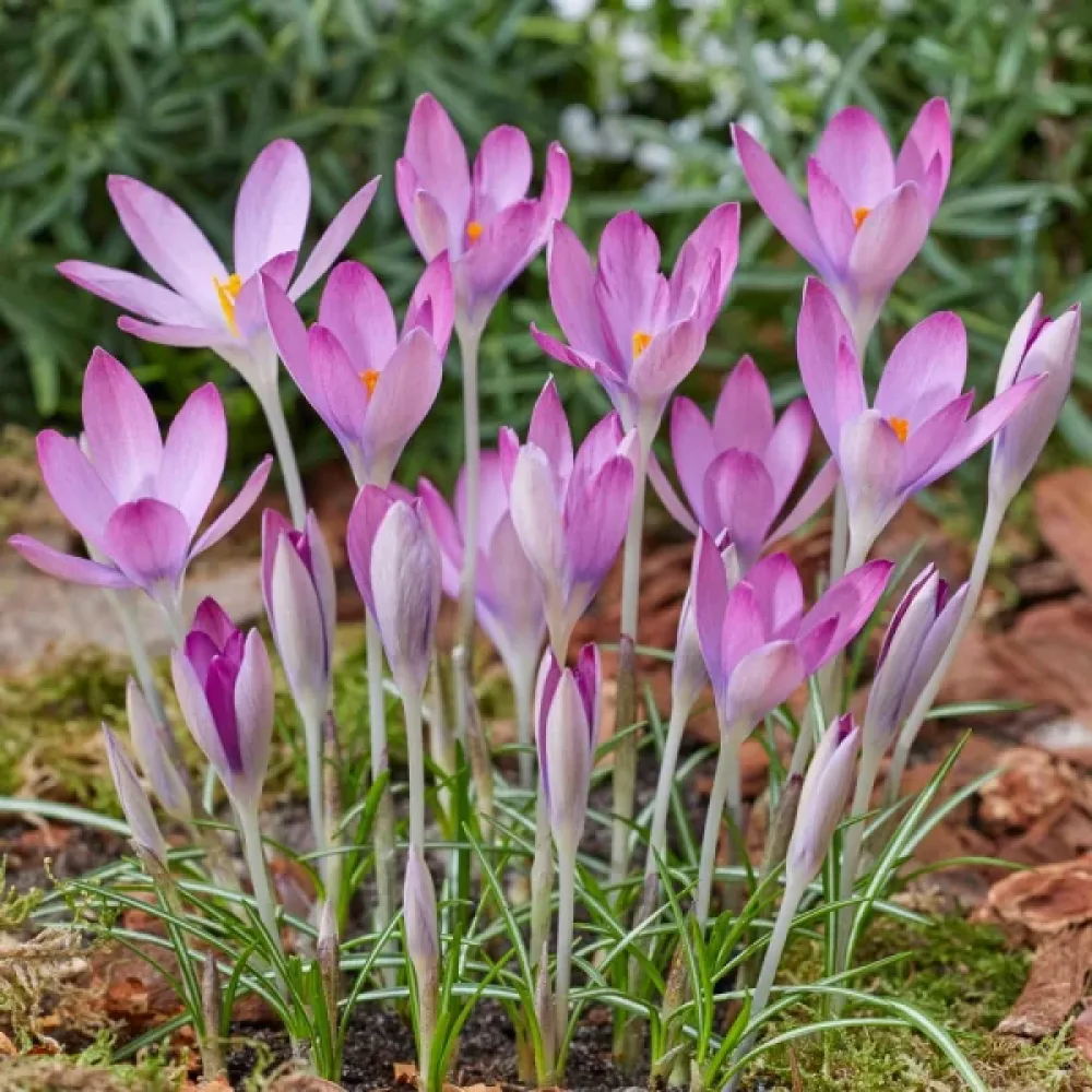 Krokus Roseus (różowy)