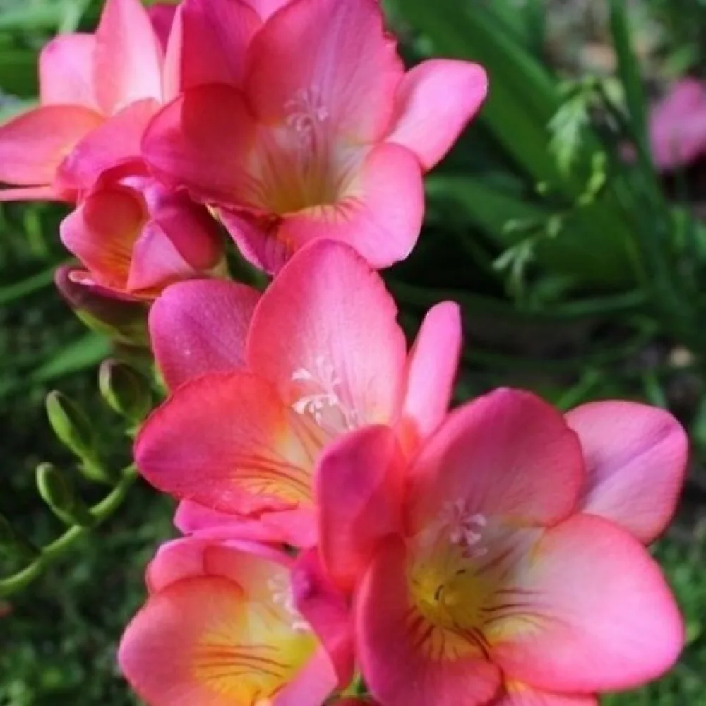 Frezja Pink Single (różowa, pojedyncza)