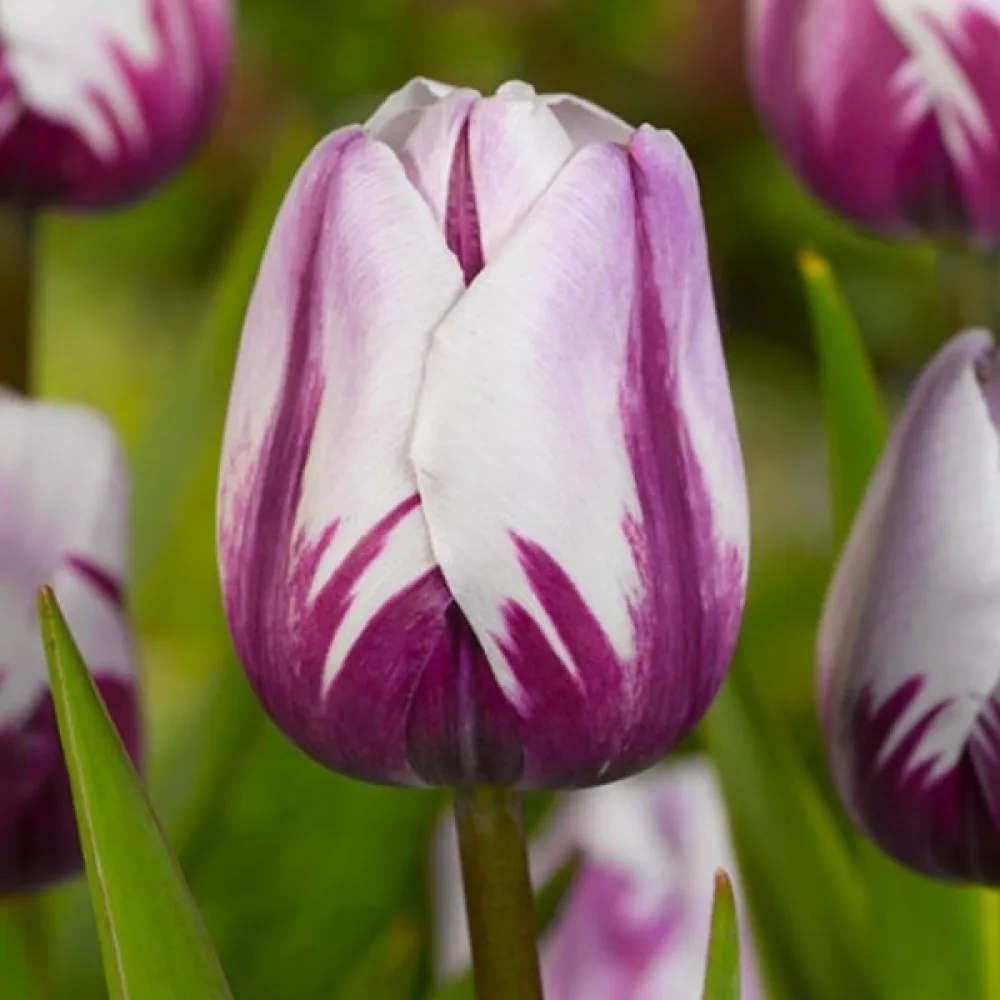 Tulipan Rems favourite (fioletowy)